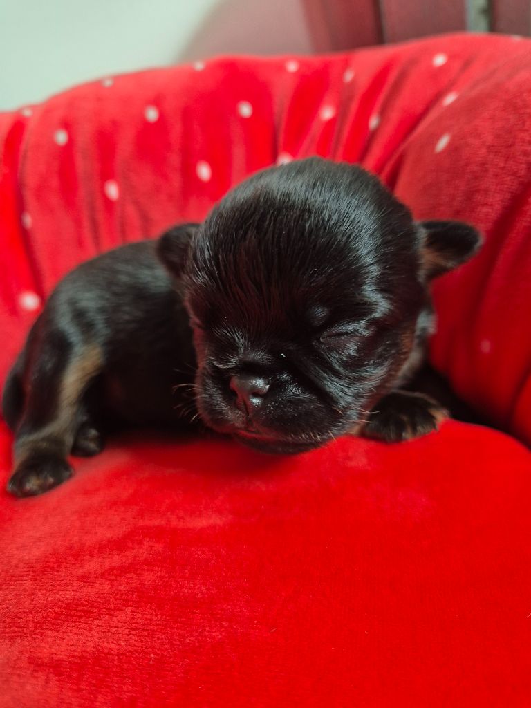 de la Générade - Chiots disponibles - Petit Brabançon