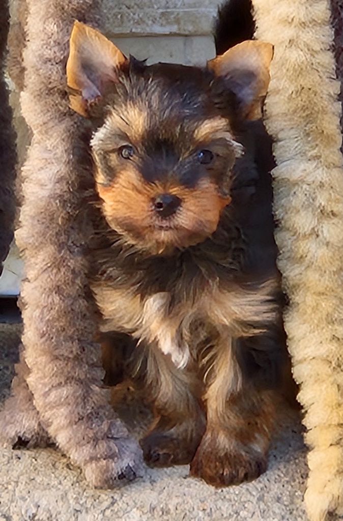 de la Générade - Chiots disponibles - Yorkshire Terrier